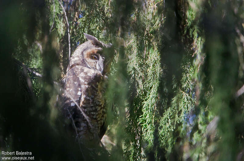 Abyssinian Owladult, identification