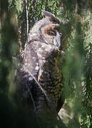 Hibou d'Abyssinie