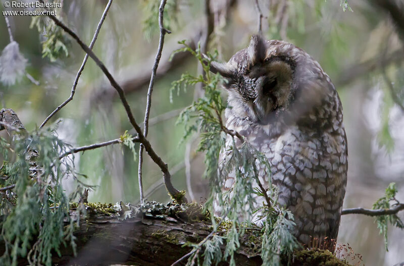 Hibou d'Abyssinie