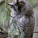 Hibou d'Abyssinie