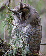 Abyssinian Owl