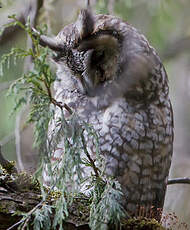 Hibou d'Abyssinie