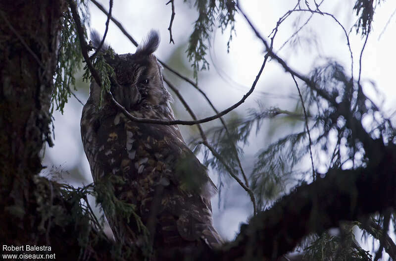 Hibou d'Abyssinie