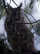 Abyssinian Owl