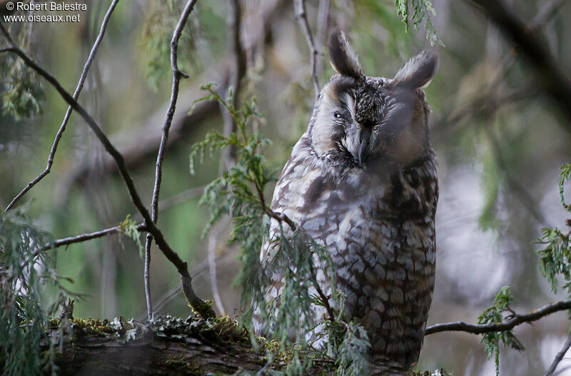 Abyssinian Owl