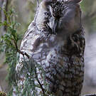 Hibou d'Abyssinie