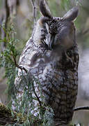 Abyssinian Owl