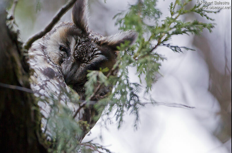 Hibou d'Abyssinie