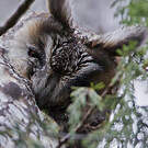 Hibou d'Abyssinie