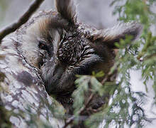 Hibou d'Abyssinie