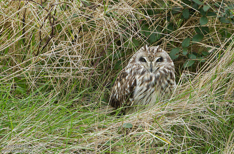 Hibou des marais, habitat, Comportement