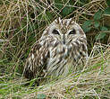 Hibou des marais