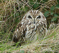 Short-eared Owl