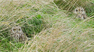 Short-eared Owl