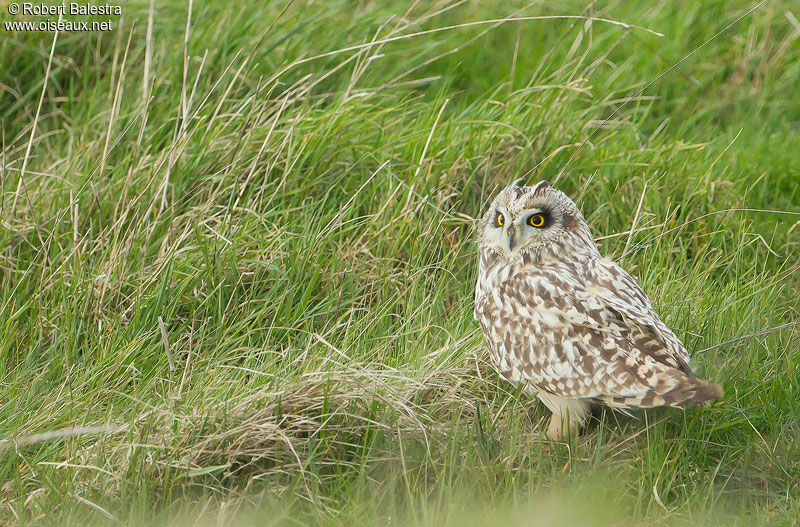 Hibou des marais