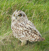 Short-eared Owl