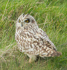 Hibou des marais