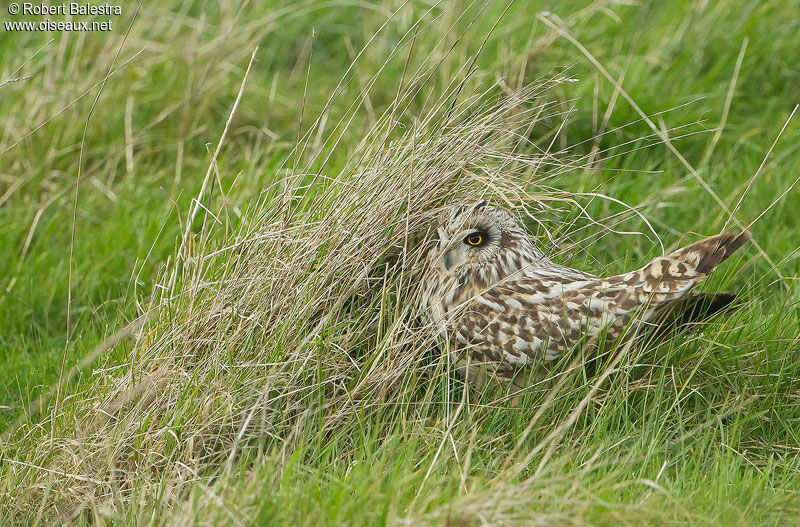 Hibou des marais