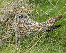 Short-eared Owl