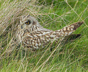 Hibou des marais