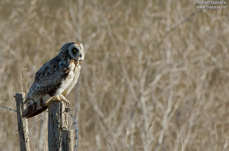 Hibou des marais