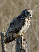 Short-eared Owl