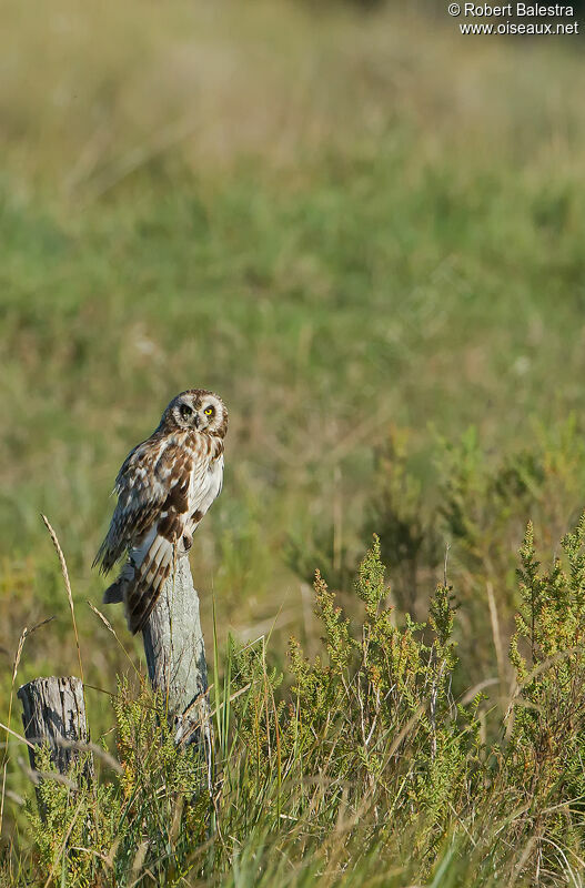 Hibou des marais