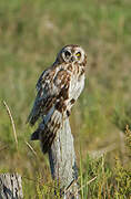 Short-eared Owl