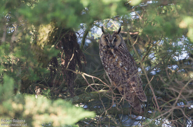 Hibou moyen-ducadulte, habitat, pigmentation