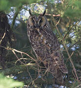 Long-eared Owl