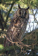 Long-eared Owl