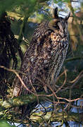 Long-eared Owl