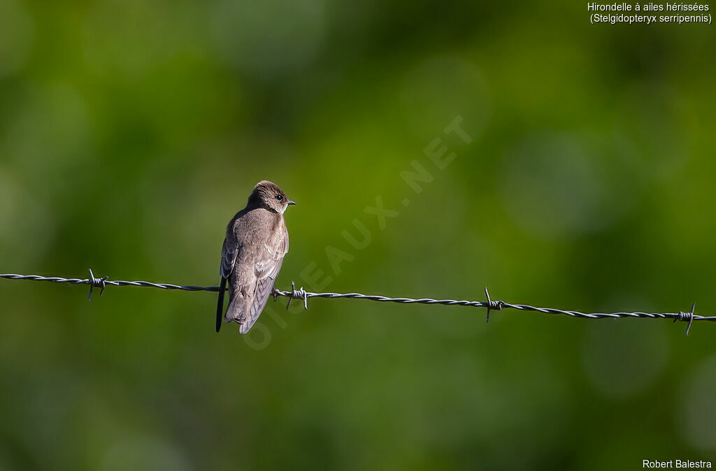 Hirondelle à ailes hérissées