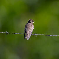 Hirondelle à ailes hérissées