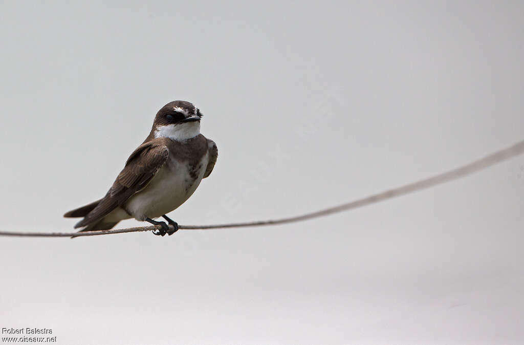 Banded Martinadult, identification