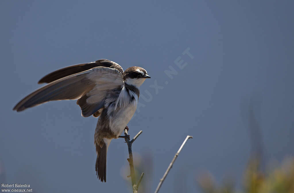 Hirondelle à collieradulte