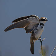 Banded Martin