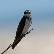 Banded Martin