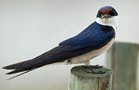 White-throated Swallow