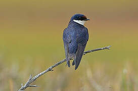 White-throated Swallow