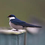 White-throated Swallow