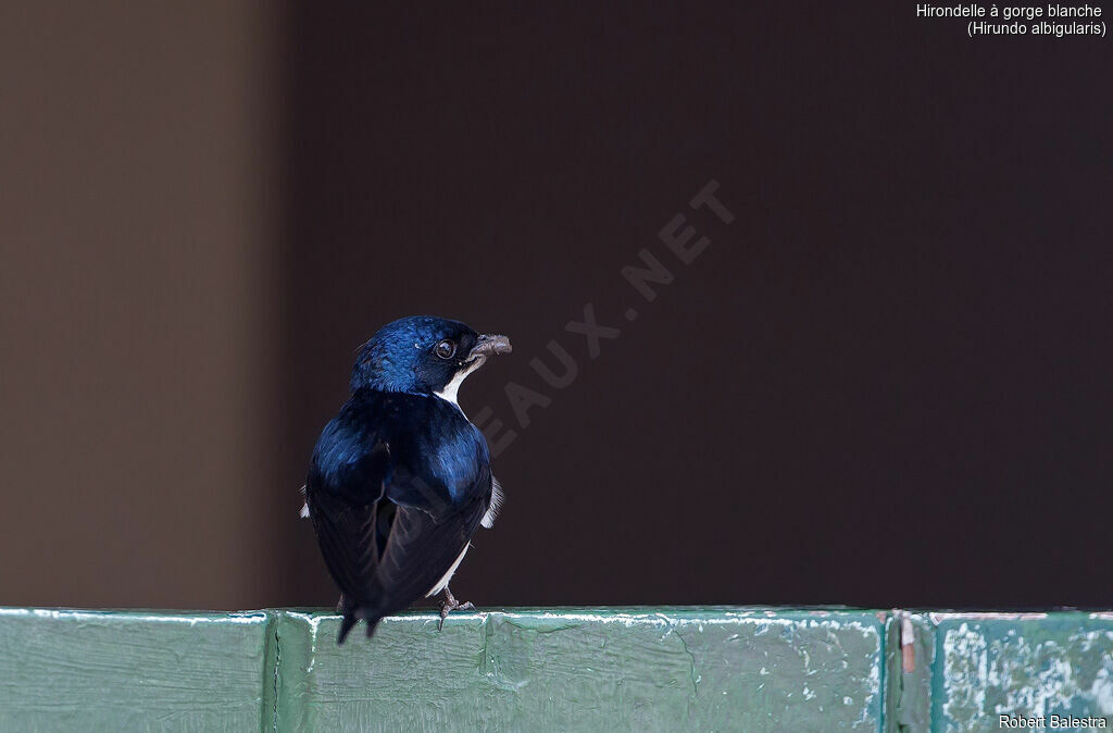 White-throated Swallow