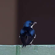 White-throated Swallow