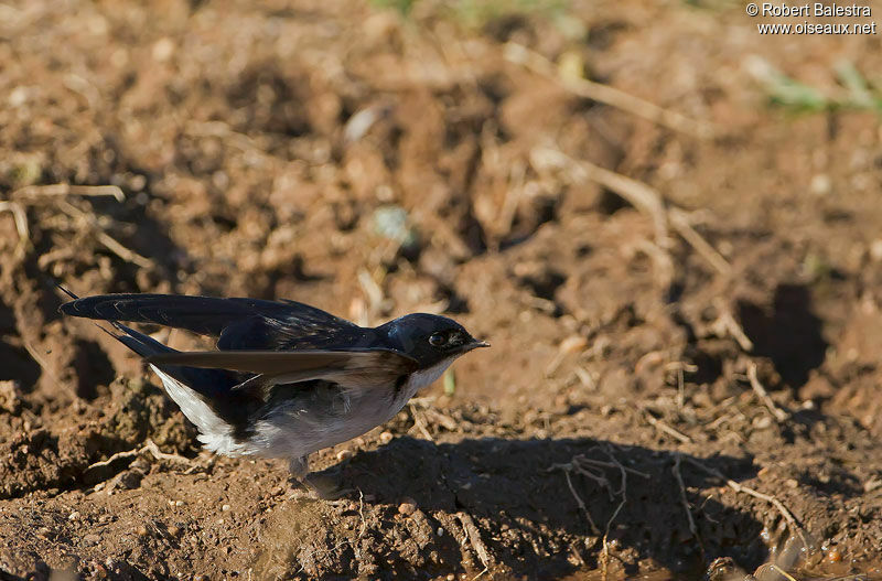 Pearl-breasted Swallow