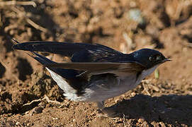 Pearl-breasted Swallow