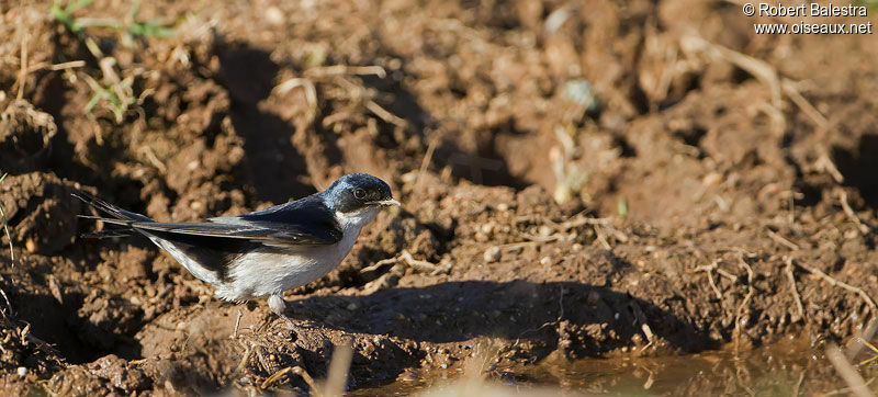 Hirondelle à gorge perlée