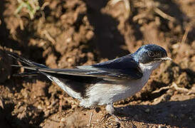 Pearl-breasted Swallow