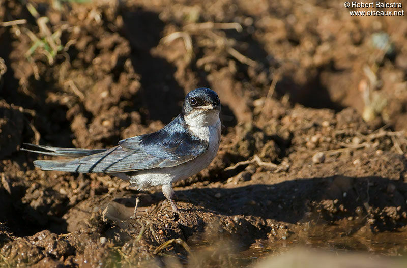 Hirondelle à gorge perlée