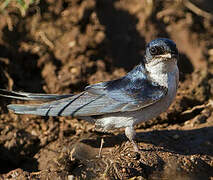 Pearl-breasted Swallow