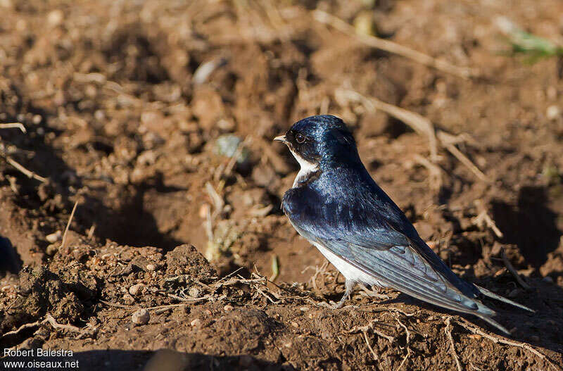 Hirondelle à gorge perlée, identification